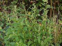 Chenopodium album 13, Melganzenvoet, Saxifraga-Ed Stikvoort