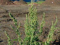 Chenopodium album 15, Melganzenvoet, Saxifraga-Ed Stikvoort
