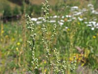 Chenopodium album 6, Melganzevoet, Saxifraga-Hans Dekker