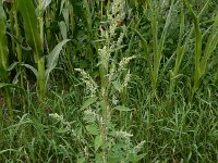 Chenopodium album 8, Melganzenvoet, Saxifraga-Ed Stikvoort
