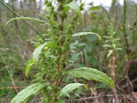 Chenopodium ambrosioides