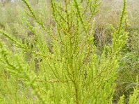 Chenopodium ambrosioides 13, Welriekende ganzenvoet, Saxifraga-Rutger Barendse