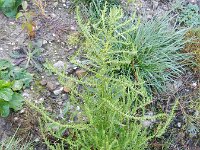Chenopodium ambrosioides 15, Welriekende ganzenvoet, Saxifraga-Rutger Barendse