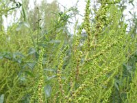 Chenopodium ambrosioides 3, Welriekende ganzenvoet, Saxifraga-Rutger Barendse
