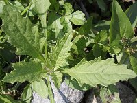 Chenopodium ambrosioides 4, Welriekende ganzenvoet, Saxifraga-Rutger Barendse