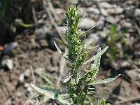 Chenopodium ambrosioides 5, Welriekende ganzenvoet, Saxifraga-Jasenka Topic
