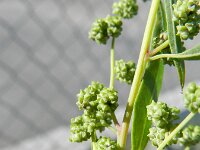 Chenopodium berlandieri