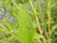 Chenopodium berlandieri 2, Texaanse ganzenvoet, Saxifraga-Rutger Barendse