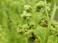 Chenopodium berlandieri 4, Texaanse ganzenvoet, Saxifraga-Rutger Barendse
