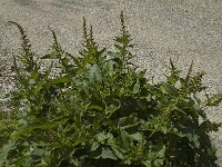Chenopodium bonus-henricus, Good-King-Henry