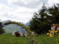 Chenopodium bonus-henricus 3, Brave Hendrik, Saxifraga-Simone van Velzen