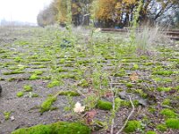 Chenopodium botrys 2, Druifkruid, Saxifraga-Rutger Barendse
