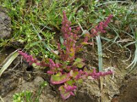 Chenopodium chenopodioides