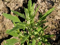 Chenopodium ficifolium