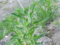 Chenopodium ficifolium 4, Stippelganzenvoet, Saxifraga-Rutger Barendse