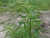Chenopodium ficifolium 6, Stippelganzenvoet, Saxifraga-Peter Meininger