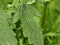Chenopodium ficifolium 9, Stippelganzenvoet, Saxifraga-Sonja Bouwman  630. Stippelganzenvoet - Chenopodium ficifolium - Amaranthaceae familie (i)