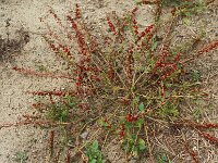 Chenopodium foliosum, Leafy Goosefoot