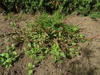 Chenopodium foliosum 11, Rode aardbeispinazie, Saxifraga-Hans Grotenhuis
