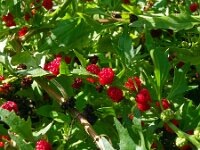 Chenopodium foliosum 13, Rode aardbeispinazie, Saxifraga-Hans Grotenhuis