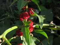 Chenopodium foliosum 5, Rode aardbeispinazie, Saxifraga-Rutger Barendse
