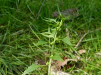 Chenopodium foliosum 6, Rode aardbeispinazie, Saxifraga-Rutger Barendse