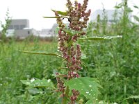 Chenopodium giganteum