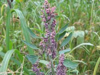 Chenopodium giganteum 2, Saxifraga-Rutger Barendse