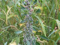 Chenopodium giganteum 3, Saxifraga-Rutger Barendse