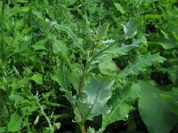 Chenopodium glaucum salinum