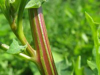 Chenopodium glaucum salinum 2, Saxifraga-Rutger Barendse