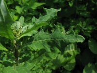 Chenopodium glaucum salinum 4, Saxifraga-Rutger Barendse