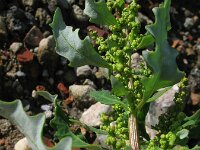 Chenopodium glaucum