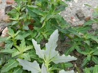 Chenopodium glaucum 11, Zeegroene ganzenvoet, Saxifraga-Rutger Barendse