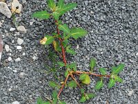 Chenopodium glaucum 13, Zeegroene ganzenvoet, Saxifraga-Ed Stikvoort