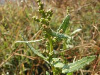 Chenopodium glaucum 5, Zeegroene ganzenvoet, Saxifraga-Jasenka Topic