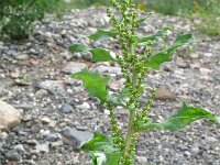 Chenopodium glaucum 8, Zeegroene ganzenvoet, Saxifraga-Rutger Barendse