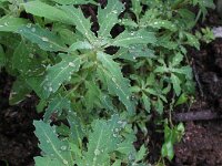 Chenopodium glaucum 9, Zeegroene ganzenvoet, Saxifraga-Rutger Barendse