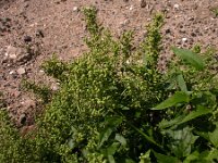 Chenopodium hybridum, Maple-leaved Goosefoot