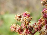 Chenopodiastrum hybridum 17, Esdoornganzenvoet, Saxifraga-Rutger Barendse