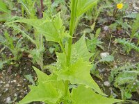 Chenopodiastrum hybridum 20, Esdoornganzenvoet, Saxifraga-Rutger Barendse