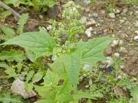 Chenopodiastrum hybridum 21, Esdoornganzenvoet, Saxifraga-Rutger Barendse
