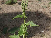 Chenopodiastrum hybridum 3, Esdoornganzenvoet, Saxifraga-Rutger Barendse