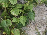 Chenopodiastrum hybridum 8, Esdoornganzenvoet, Saxifraga-Peter Meininger