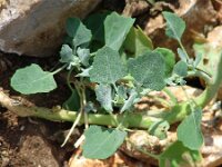 Chenopodium opulifolium