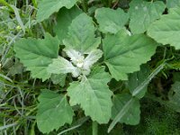 Chenopodium opulifolium 3, Sneeuwbalganzenvoet, Saxifraga-Rutger Barendse