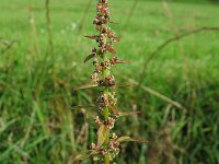 Chenopodium polyspermum, Many-seeded Goosefoot