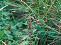 Chenopodium polyspermum 2, Korrelganzenvoet, Saxifraga-Piet Zomerdijk