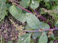 Chenopodium polyspermum 3, Korrelganzenvoet, Saxifraga-Peter Meininger