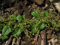 Chenopodium polyspermum 5, Korrelganzenvoet, Saxifraga-Rutger Barendse